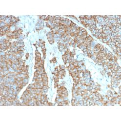 Drebrin 1 (DBN1)(DBN1/3393), CF640R conjugate, 0.1mg/mL