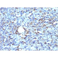 CD68 (Macrophage Marker)(rLAMP4/824), CF640R conjugate, 0.1mg/mL