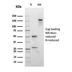 Desmocollin-2/3(rDSC2/3437), CF640R conjugate, 0.1mg/mL