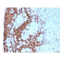 Granulocyte-Colony Stimulating Factor (G-CSF)(rCSF3/900), CF640R conjugate, 0.1mg/mL