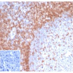 Biotium BNC403644-500, CD3e (T-Cell Marker)(rC3e/1931), CF640R conjugate, 0.1mg/mL
