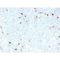 IgM (Immunoglobulin Mu Heavy Chain) (B-Cell Marker)(rIM260), CF640R conjugate, 0.1mg/mL