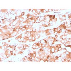 Prolactin Receptor (hPRL Receptor)(rPRLR/742), CF640R conjugate, 0.1mg/mL