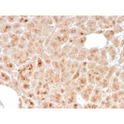 LMO2 (B-Cell Marker)(rLMO2/1971), CF640R conjugate, 0.1mg/mL