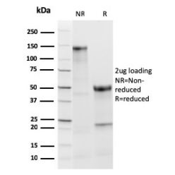 TPO (Thyroid Peroxidase) (Thyroid Marker)(TPO/3813R), CF640R conjugate, 0.1mg/mL