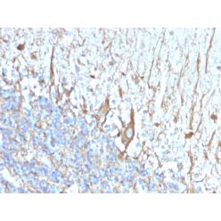 Neurofilament (H+L) (Neuronal Marker)(2F11), CF640R conjugate, 0.1mg/mL