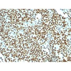Human Nuclear Antigen(NM106), CF543 conjugate, 0.1mg/mL