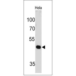 PAX7(PAX7/497), CF543 conjugate, 0.1mg/mL