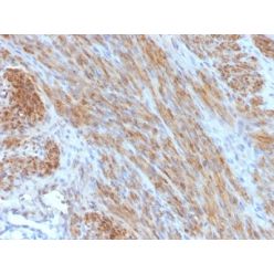 Desmin (Muscle Cell Marker) (DES/1711), CF543 conjugate, 0.1mg/mL