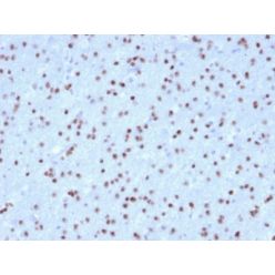 OLIG2 (Marker of Glial Brain Tumors) (OLIG2/2400), CF543 conjugate, 0.1mg/mL