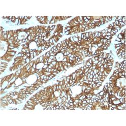 Biotium BNC432615-100, Cadherin 17 / LI Cadherin (Liver-Intestine Marker)(CDH17/2615), CF543 conjugate, 0.1mg/mL