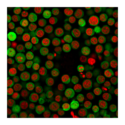 PD-L1 / PDCD1LG1 / CD274 / B7-H1 (Cancer Immunotherapy Target) (PDL1/2746), CF543 conjugate, 0.1mg/mL
