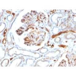 Adiponectin (Marker of Obesity) (ADPN/1370), CF647 conjugate, 0.1mg/mL