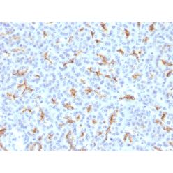 CFTR (Cystic Fibrosis Transmembrane Conductance Regulator)(N/A), CF647 conjugate, 0.1mg/mL