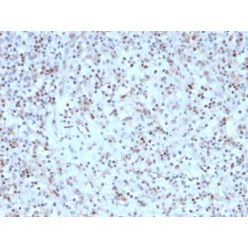 Biotium BNC471950-100, Bcl-6 (Follicular Lymphoma Marker) (rBCL6/1527), CF647 conjugate, 0.1mg/mL