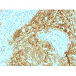 Biotium BNC471952-500, CD21 (Mature B-Cell & Follicular Dendritic Cell Marker) (CR2/1952), CF647 conjugate, 0.1mg/mL