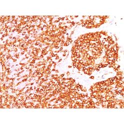 CD45 / LCA (B-Cell Marker)(rPTPRC/1460), CF647 conjugate, 0.1mg/mL