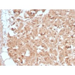 CELA3B / ELA3B (Pancreatic Function Marker) (CELA3B/2809R), CF647 conjugate, 0.1mg/mL