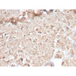 CELA3B / ELA3B (Pancreatic Function Marker) (CELA3B/2810R), CF647 conjugate, 0.1mg/mL