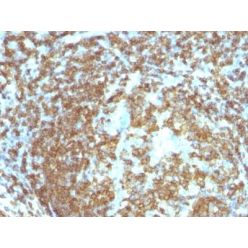 CD45RA(158-4D3), CF555 conjugate, 0.1mg/mL