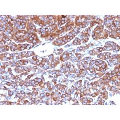 CD10(CB-CALLA), CF555 conjugate, 0.1mg/mL