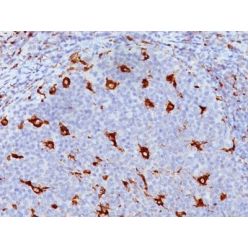 CD68(KP1), CF555 conjugate, 0.1mg/mL