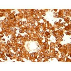 CD63(MX-49.129.5), CF555 conjugate, 0.1mg/mL