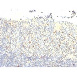 FOXP3(3G3), CF555 conjugate, 0.1mg/mL