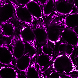 Mitochondrial Marker(113-1), CF555 conjugate, 0.1mg/mL