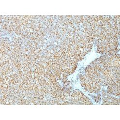 Cyclin D1(CCND1/809), CF555 conjugate, 0.1mg/mL
