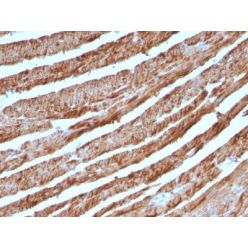 Cytochrome C(CTC05), CF555 conjugate, 0.1mg/mL