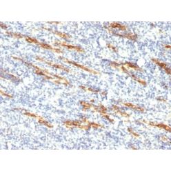 CD34(QBEnd/10 + HPCA1/763), CF555 conjugate, 0.1mg/mL