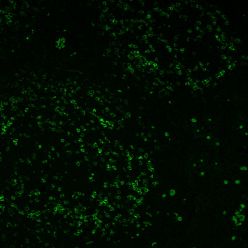 PD1 / PDCD1 / CD279(PDCD1/922), CF555 conjugate, 0.1mg/mL