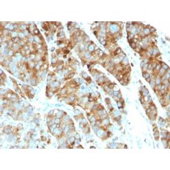 CD63(LAMP3/968), CF555 conjugate, 0.1mg/mL