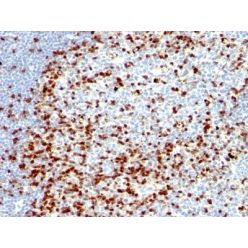 ZAP70(ZAP70/528 + 2F3.2), CF555 conjugate, 0.1mg/mL