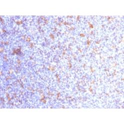 CD11c (Dendritic Cell Marker) (ITGAX/1284), CF555 conjugate, 0.1mg/mL