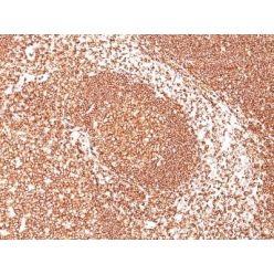 CD45 / LCA(2B11), CF660R conjugate, 0.1mg/mL