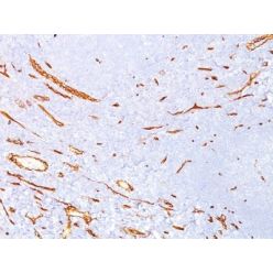 CD34(QBEnd/10), CF660R conjugate, 0.1mg/mL