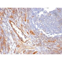 CD31 / PECAM-1(C31.10), CF660R conjugate, 0.1mg/mL
