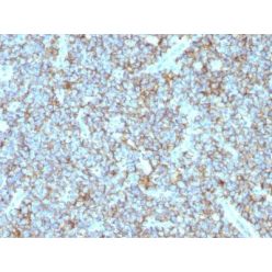 CD99(MIC2/877), CF660R conjugate, 0.1mg/mL