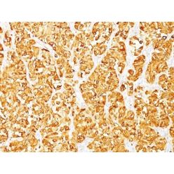 MART-1 / Melan-A(M2-7C10), CF568 conjugate, 0.1mg/mL