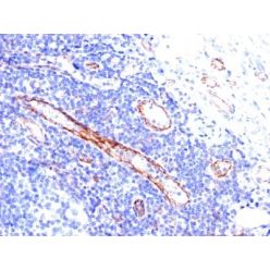 CD31 / PECAM-1(C31.3), CF568 conjugate, 0.1mg/mL
