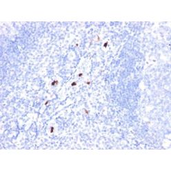 Granulocyte Marker(BM-1), CF568 conjugate, 0.1mg/mL