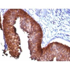 Cytokeratin 17(E3), CF568 conjugate, 0.1mg/mL
