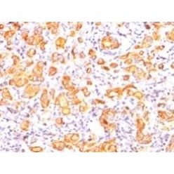 Mucin 1 / EMA / Episialin / CD227(GP1.4), CF568 conjugate, 0.1mg/mL