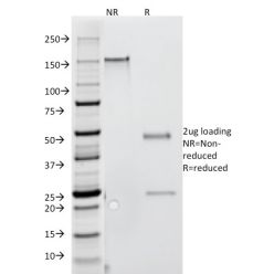Interferon gamma (IFNG)(G-23),  CF568 conjugate, 0.1mg/mL