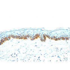 Cytokeratin, Acidic (Type I or LMW) (Epithelial Marker)(AE-1),  CF568 conjugate, 0.1mg/mL