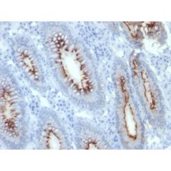 CD66 (CEA)(C66/261), CF568 conjugate, 0.1mg/mL