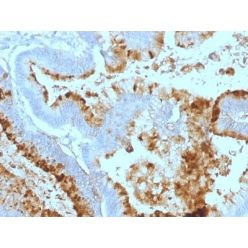 Lewis A(7LE), CF568 conjugate, 0.1mg/mL