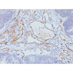 CD31 / PECAM-1(158-2B3), CF568 conjugate, 0.1mg/mL